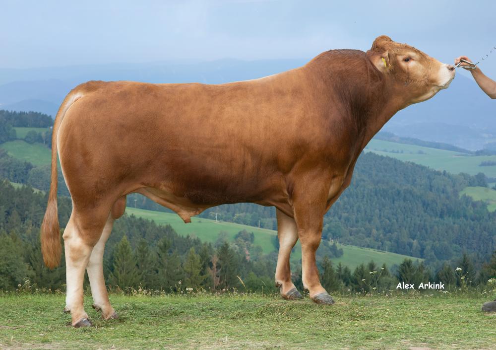 Melchior PP