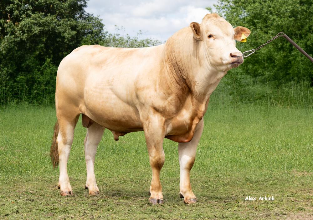 Gaucho PP