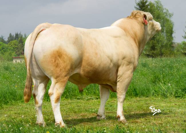 Polled Rex P