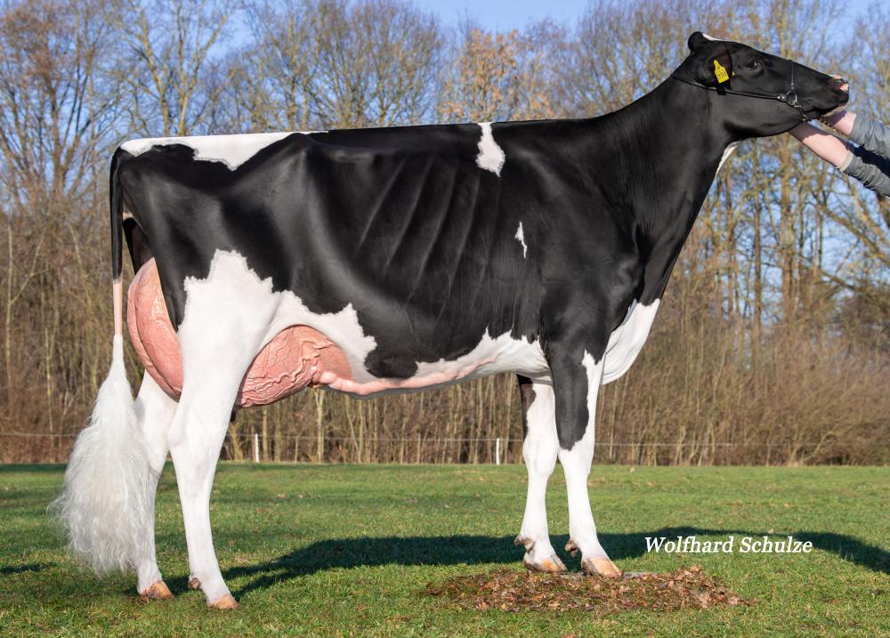 Mutter: Wilcor Chanel EX-90