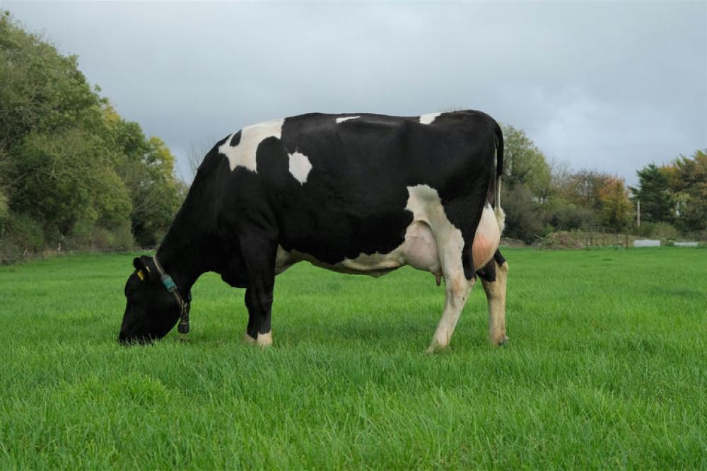 Mutter: Barrowvale Dobee 48 EX-92
