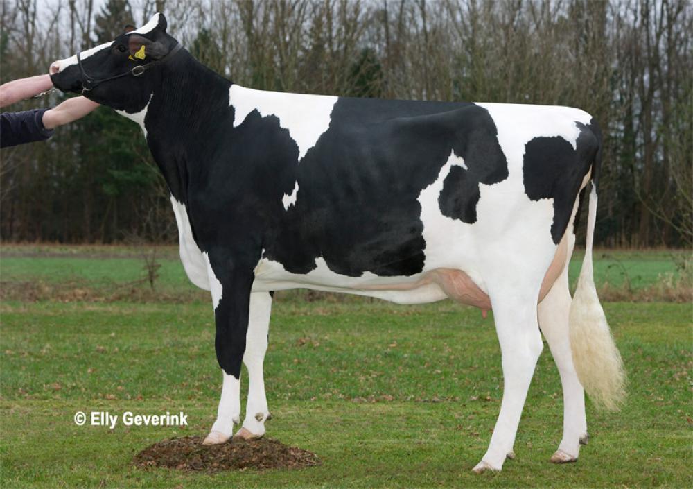 Mutter: Alina PP VG-85