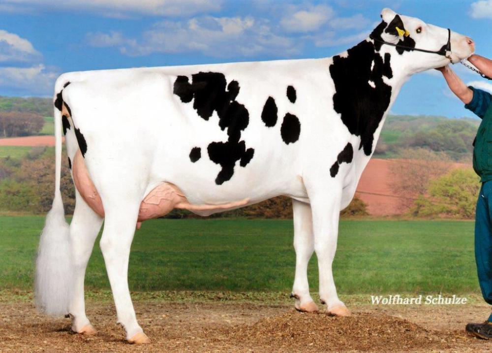 Mutter: Duke Bille VG-87