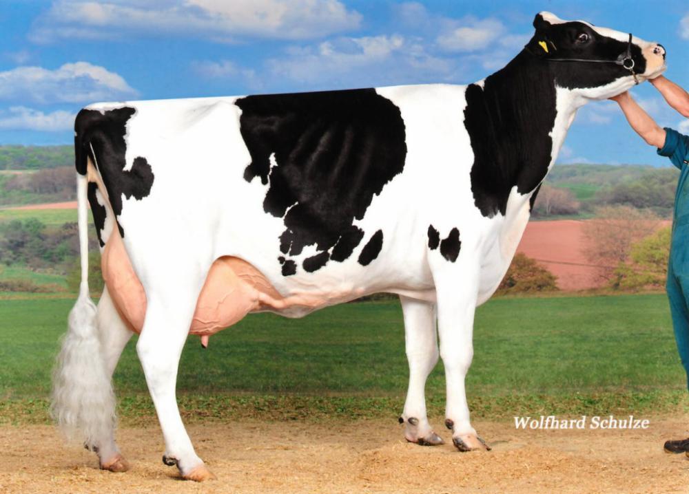 GM: SHB Mrs. Poll P VG-86