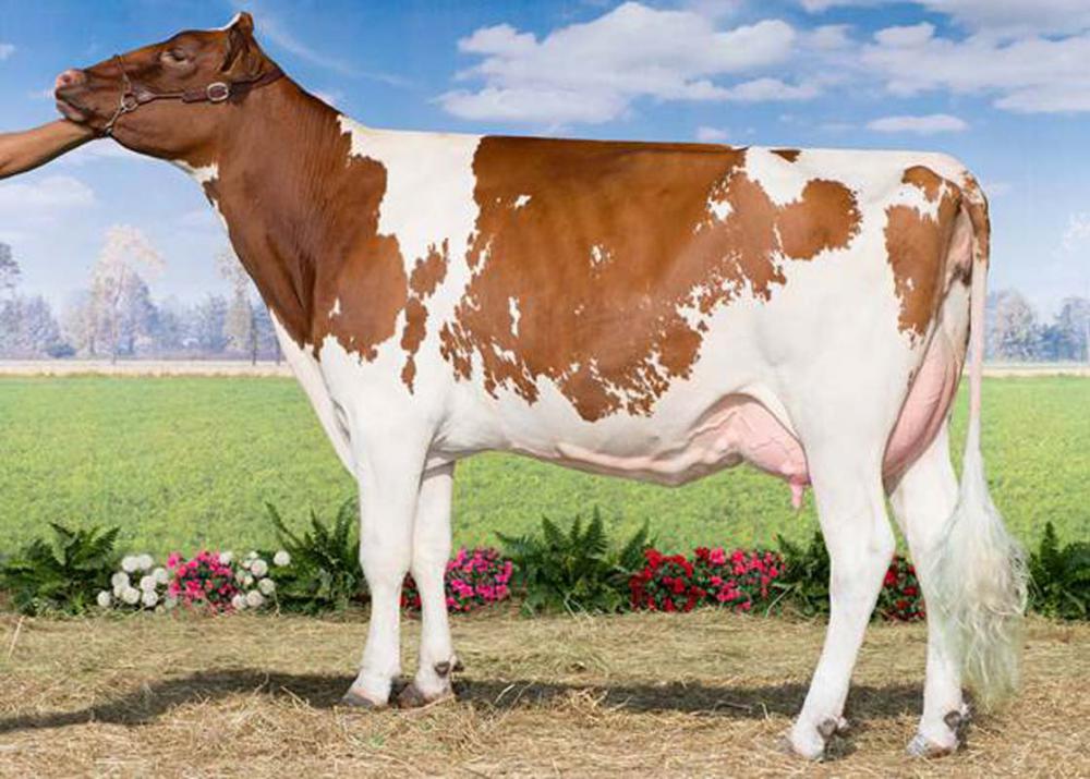 Mutter: Trapiantata GP-84