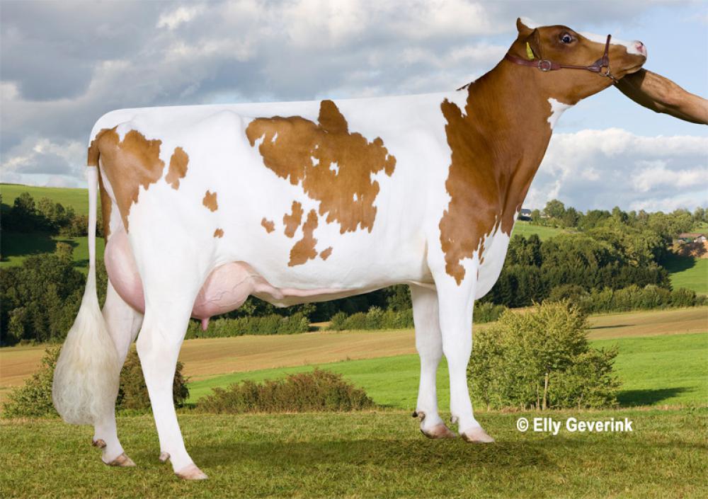 Mutter: Apina Maya P VG-85