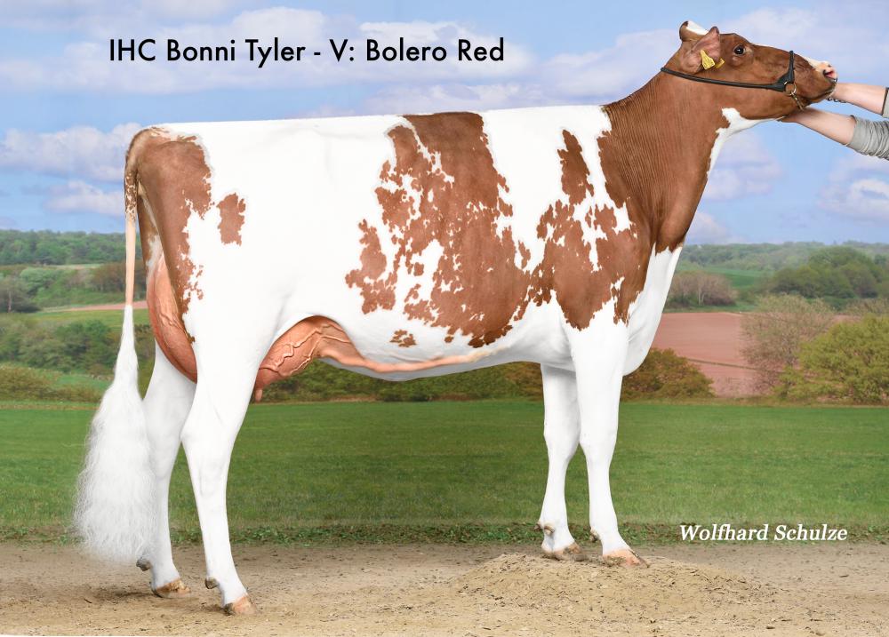 Tochter: IHC Bonni Tyler VG 85
