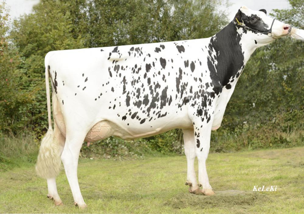 GM: Drouner AJDH Cosmo VG-87