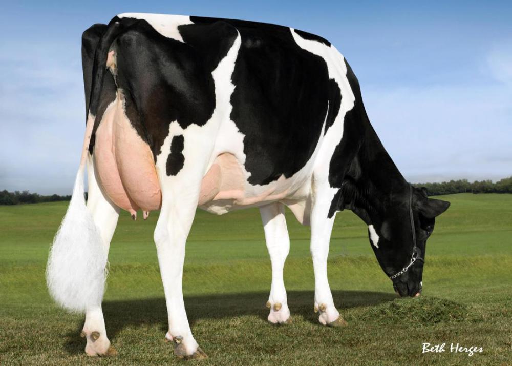 V-GM: Pine-Tree Robust 4846 VG-86