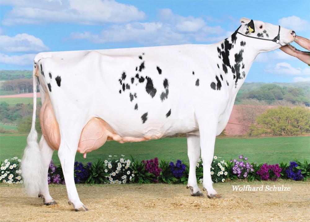 GM: Laudan Amstel EX-93