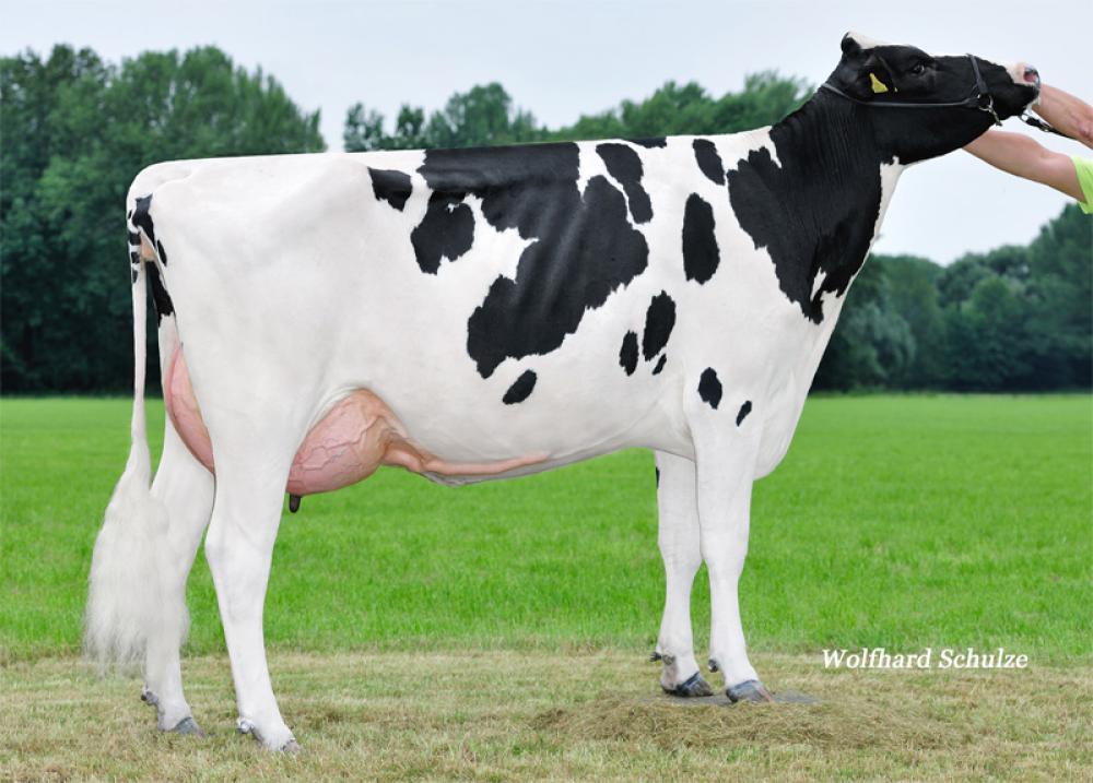 Mutter: HPH Amsel VG-85