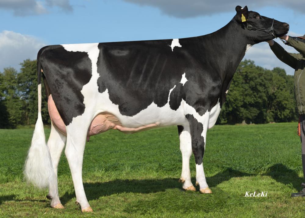 Grossmutter: RR Beacon Rita VG-89
