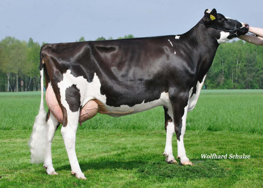 GM: WEH Bronco Jill VG-85