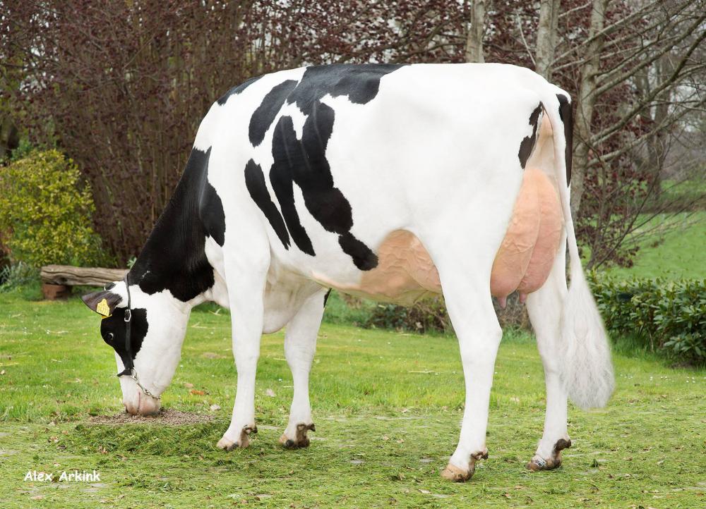 M: Bjornholm Candy EX 90