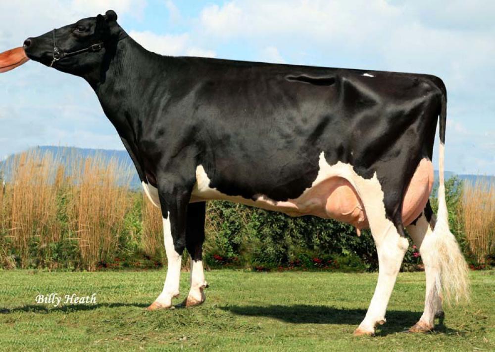 UUGM: Calbrett Shottle Lea EX-90