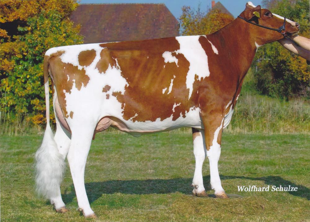 GM: HHF Avatar P Red EX-91