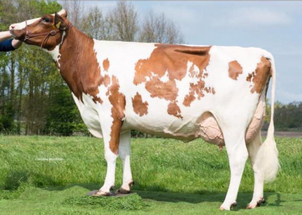 Mutter: Runa VG-87