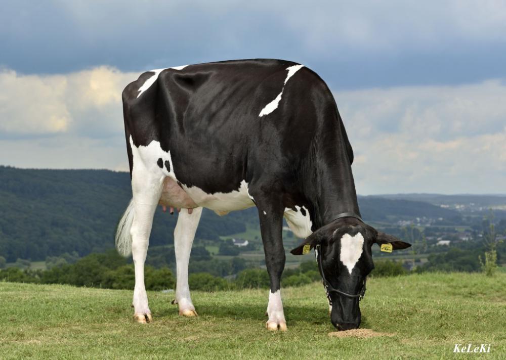 GM: Vekis Sudan Mellow VG-87