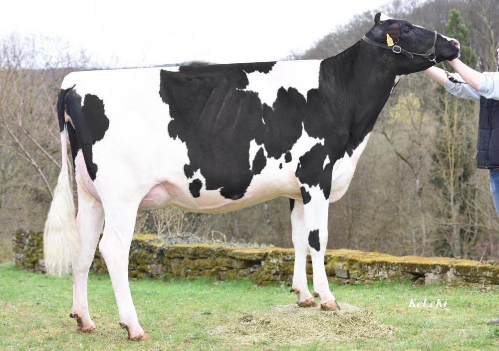 Mutter: HH Dancin VG-85
