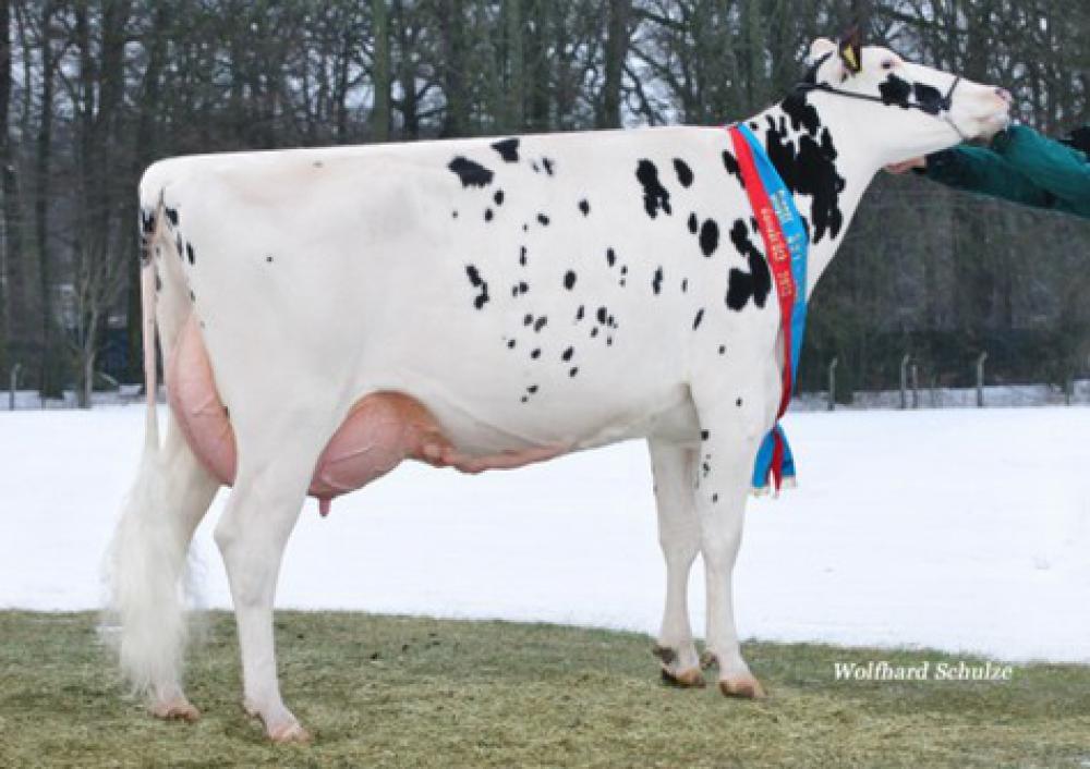 4GM: GoB Treue EX-90