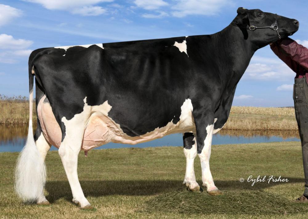4 M: Calbrett Shottle Lucy EX-94