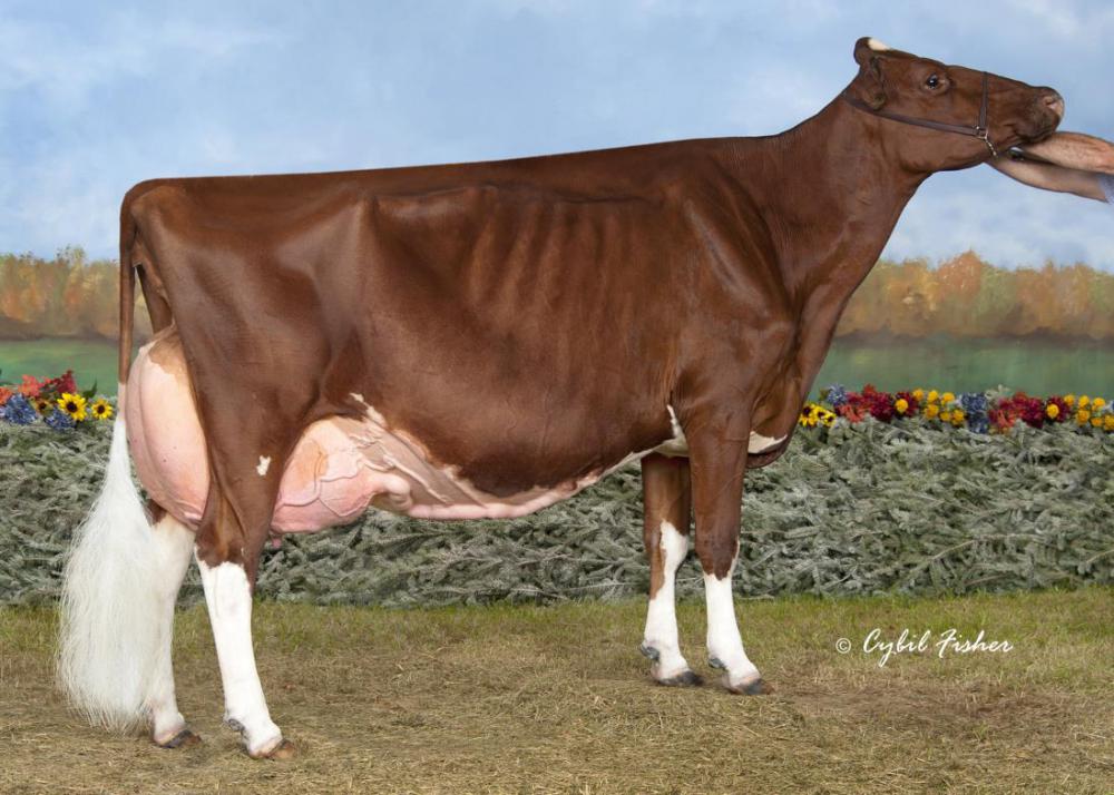 GGM: KHW Regiment Apple Red EX-96