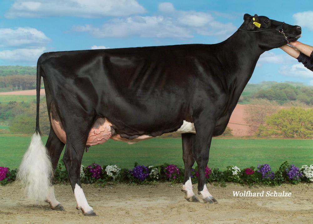 Mutter: Reggy EX-92
