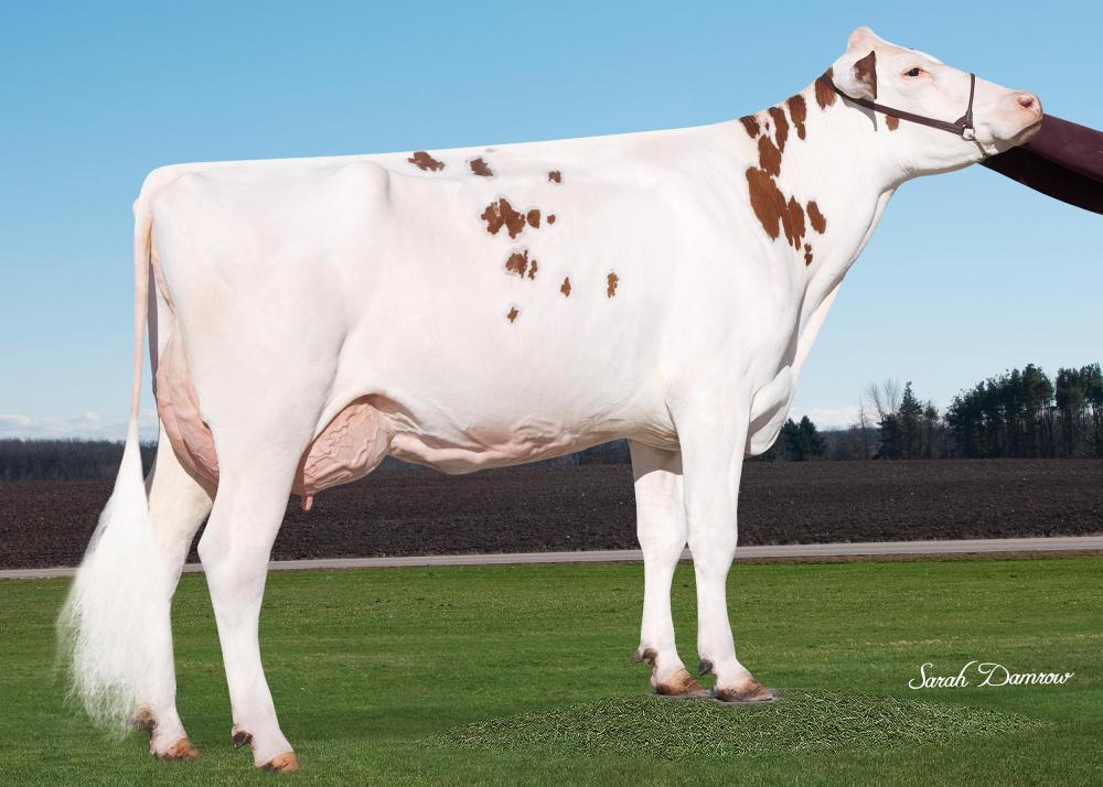 Mutter: MS Sunview SE Suri-Red VG-86