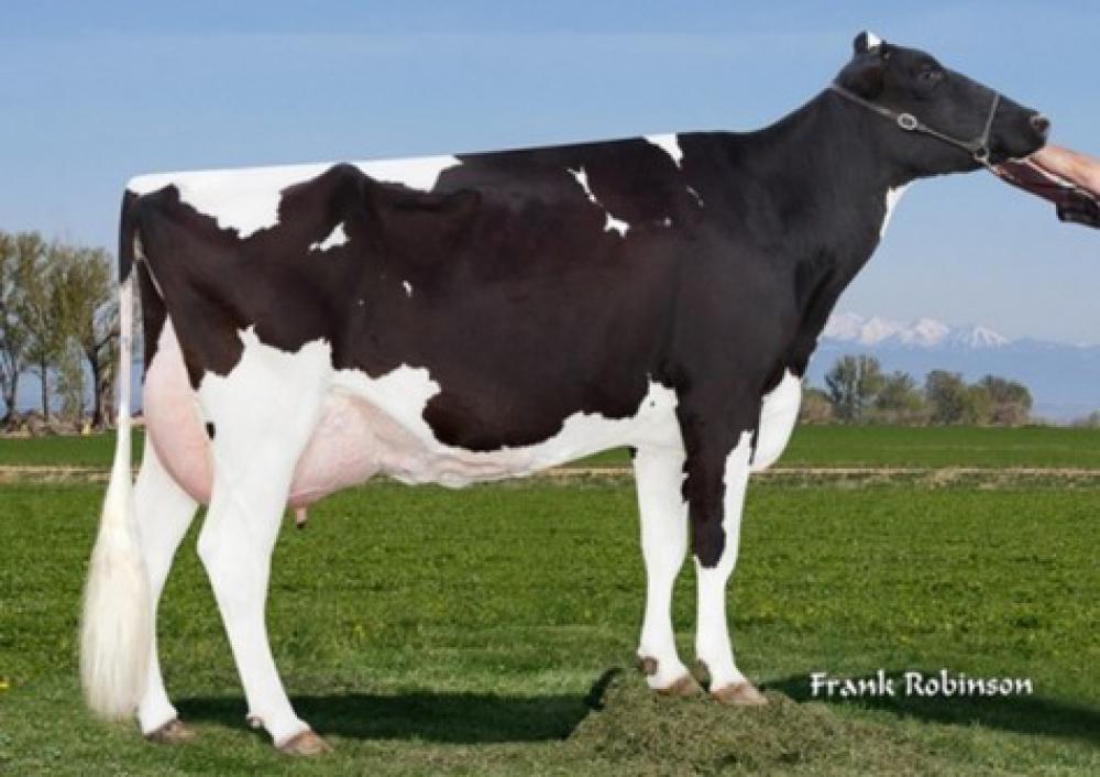 GGM: Pine-Tree Sharla Daphne VG-88