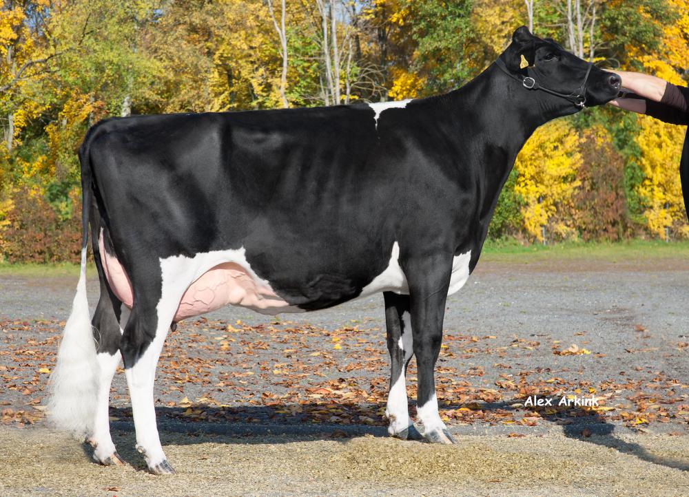 GM: Borussia Ilka VG-86