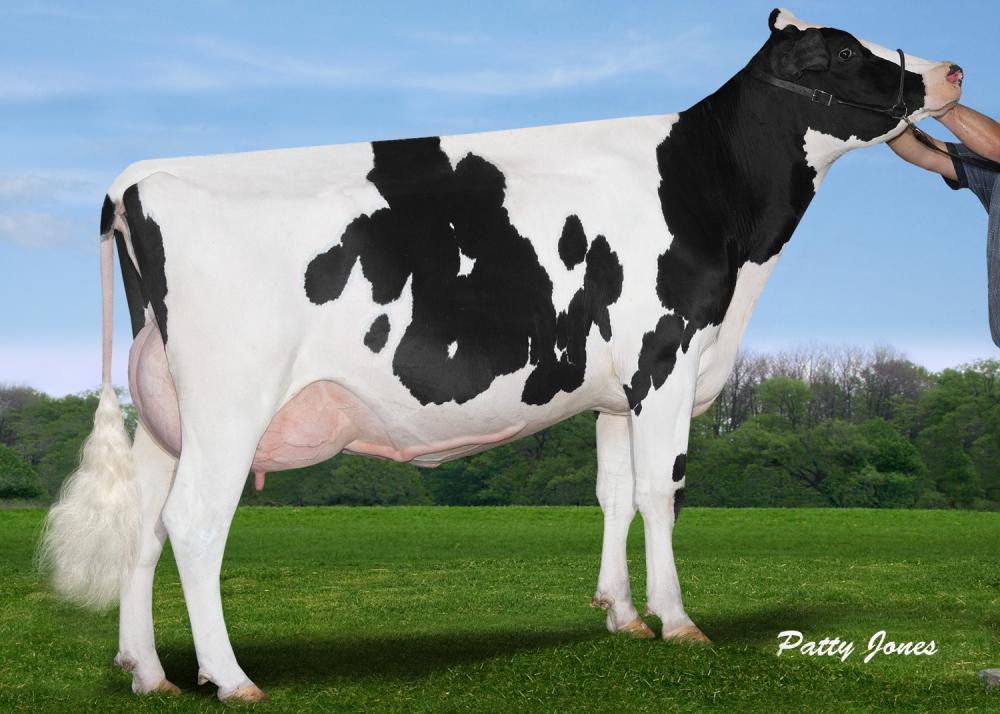 Sonnek Bolton Double Dipped VG-85