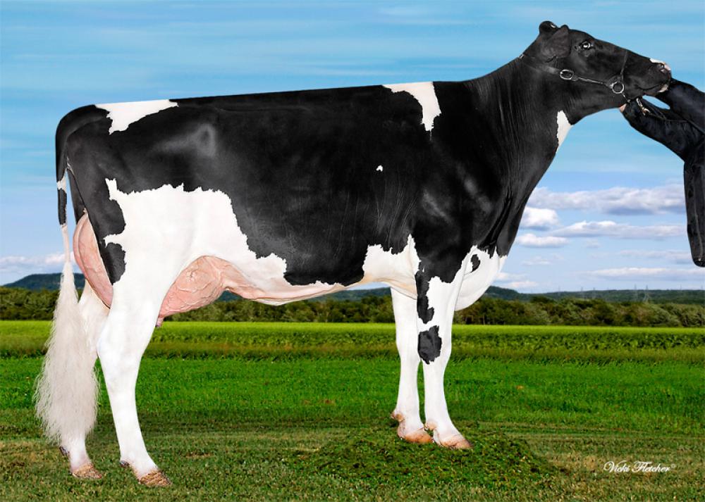 GM: Butlerview Let it Shine VG-86