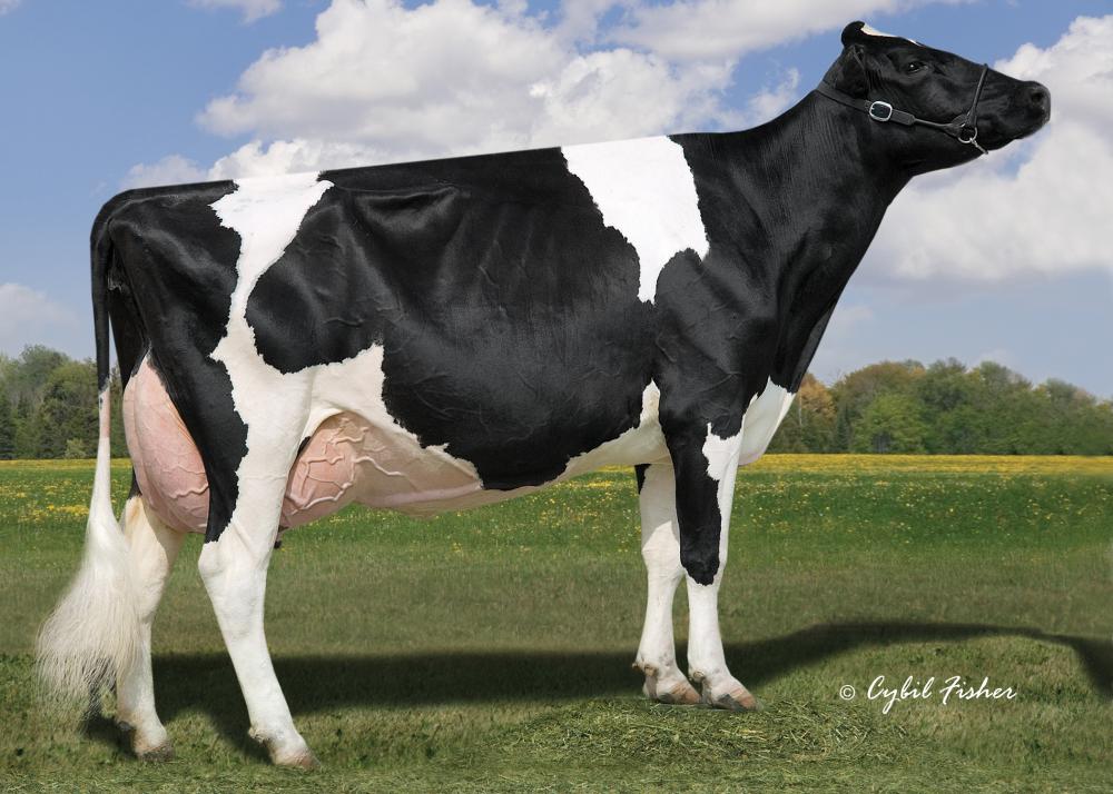 Stammkuh: Lylehaven Lila Z EX-94