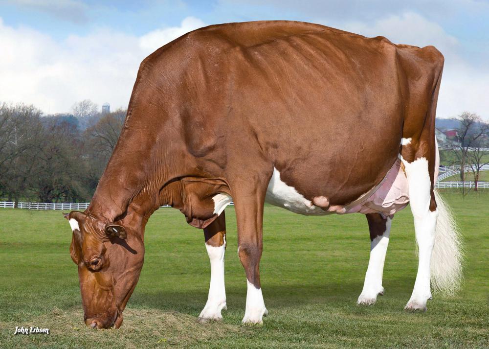 GM: KHW Regiment Apple Red EX-96