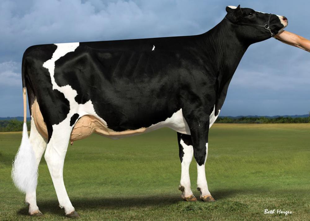 Mutter: Regancrest M Darlita VG-85