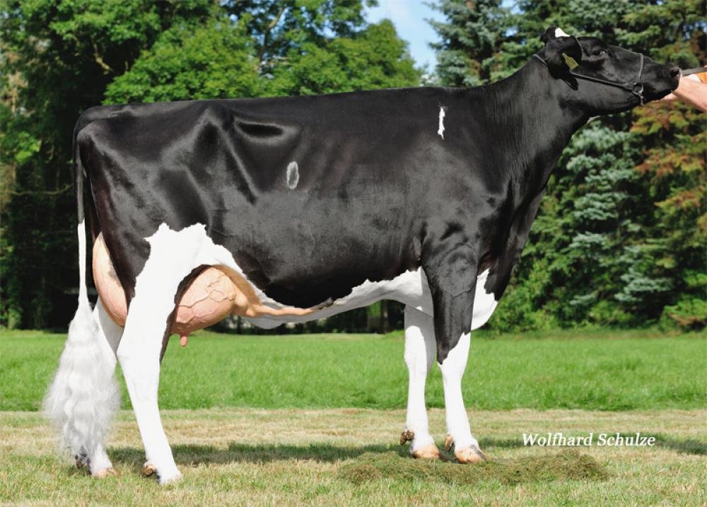 GM: WEH Gini VG-85