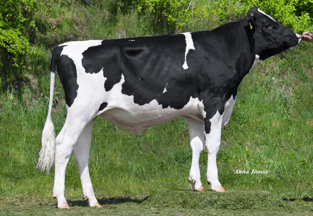 HLB Armani P