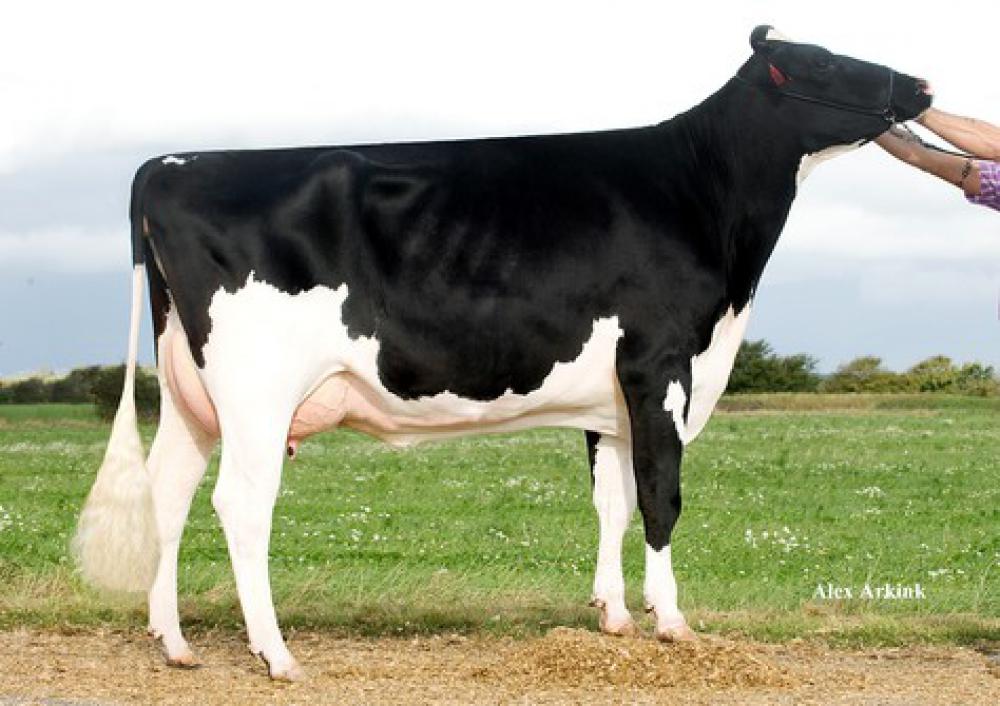 GGGM: Padkaer RZG Julie VG-89