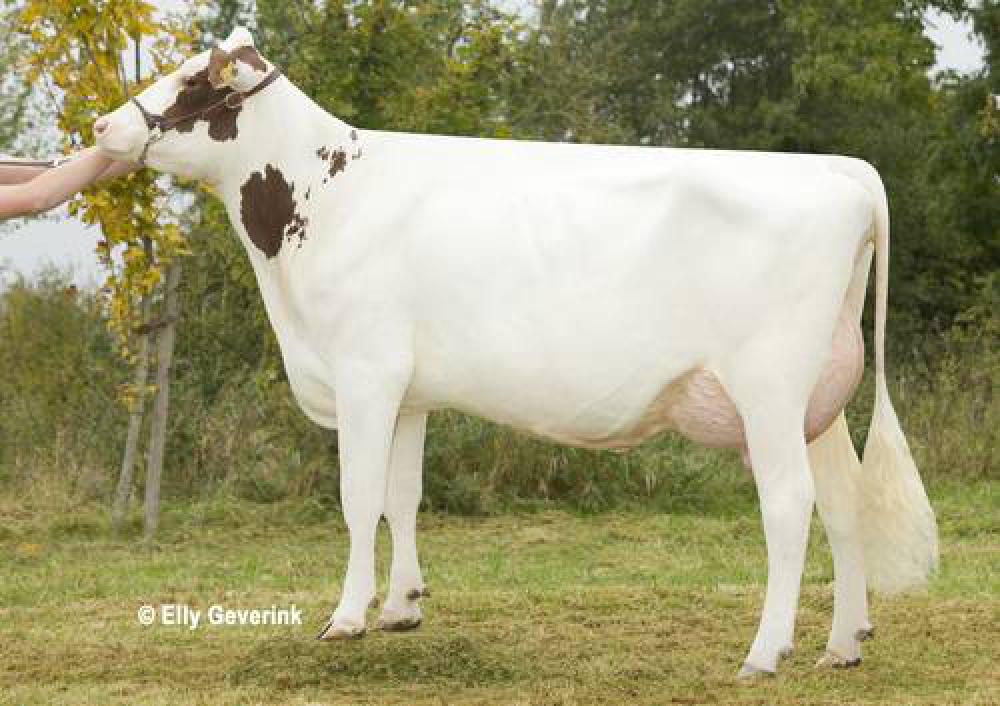 Mutter: Bellevue VG-85