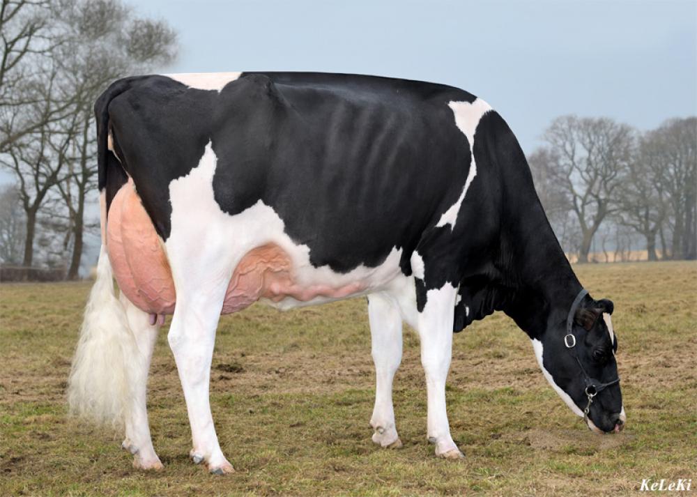 GM: Strudthoff Charlotte VG-86
