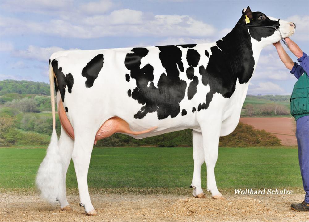 GM: RR Boss Elisa-Marie VG-86