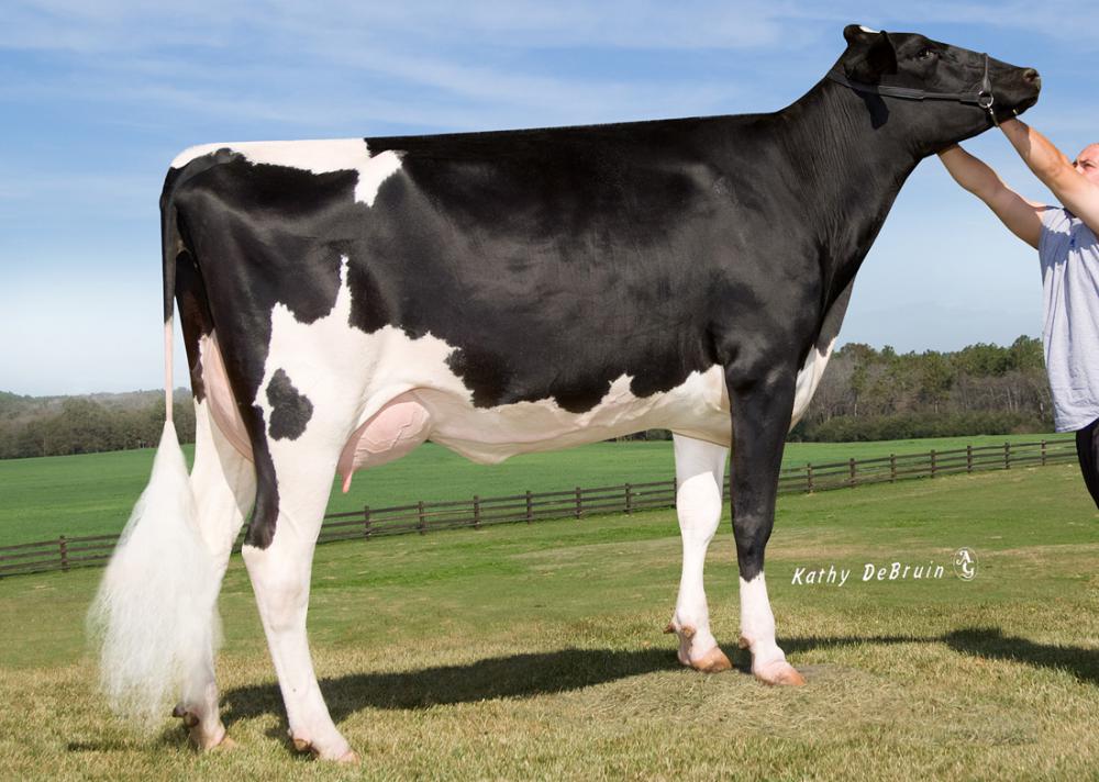 GGGM: Golden Oaks Perky P RC VG-86