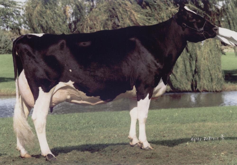 Stammkuh: Snow-N Denises Dellia EX-95