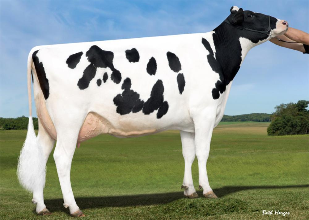GGM: Sandy-Valley Nu Precious VG-88