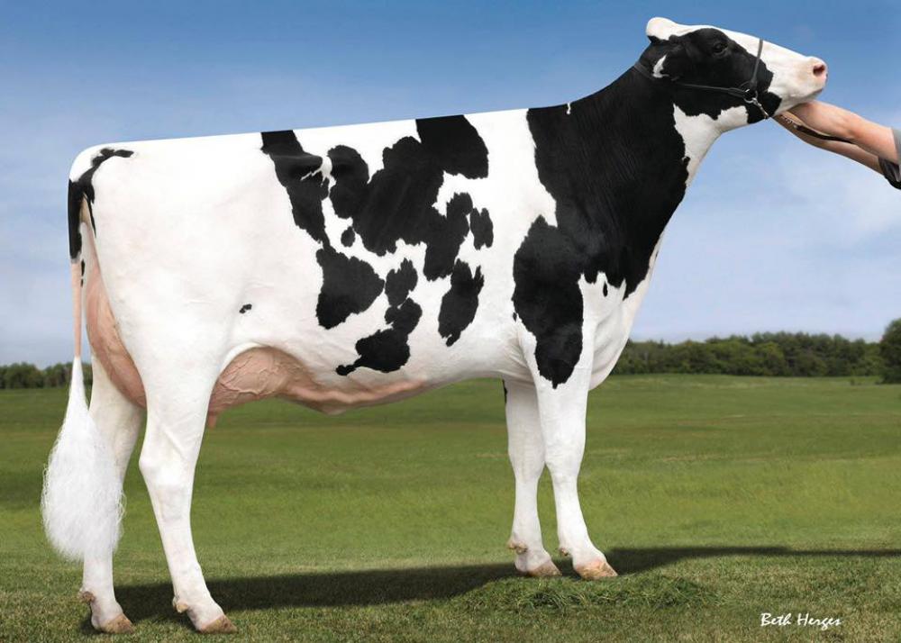 Scientific D Cambria Rae EX-90