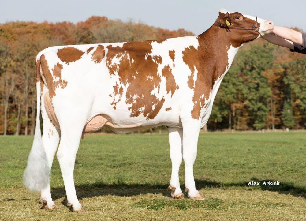 Mutter: HaH Delila PP Red VG-87