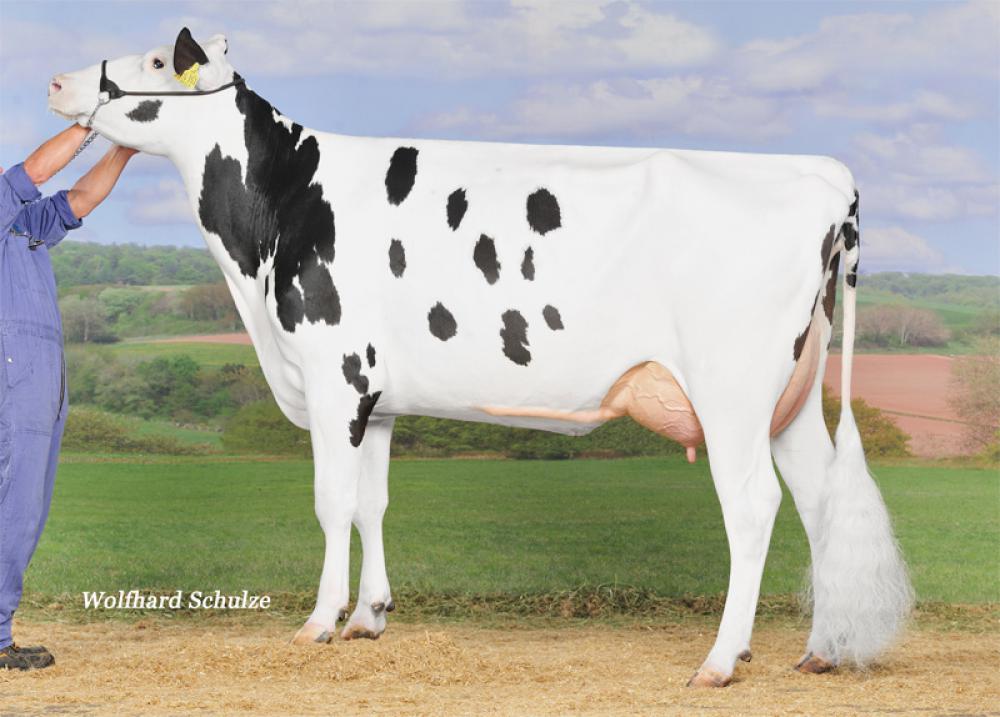 GM: WKM Brilliance VG-85