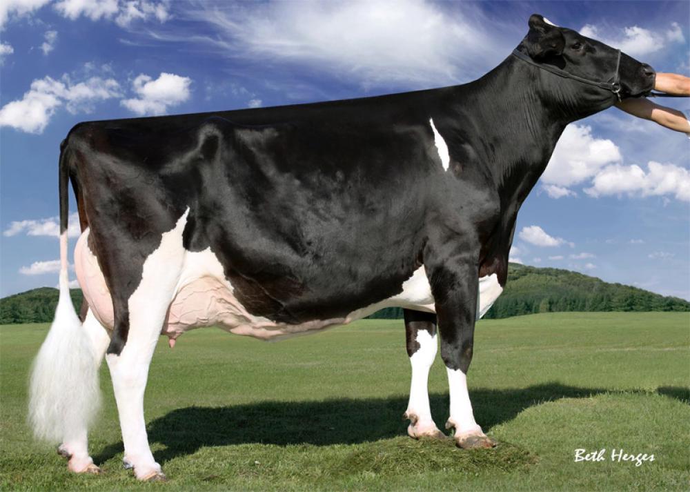 Stammkuh: Regancrest Barbie EX-92