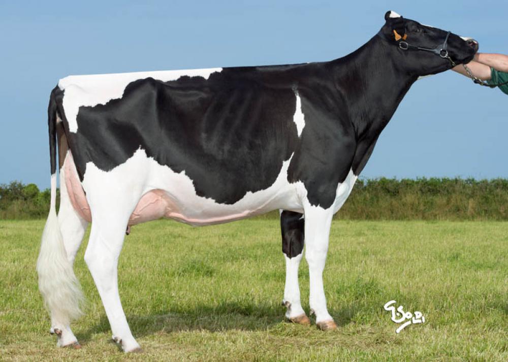 3GM: Gazelle 55 VG-86