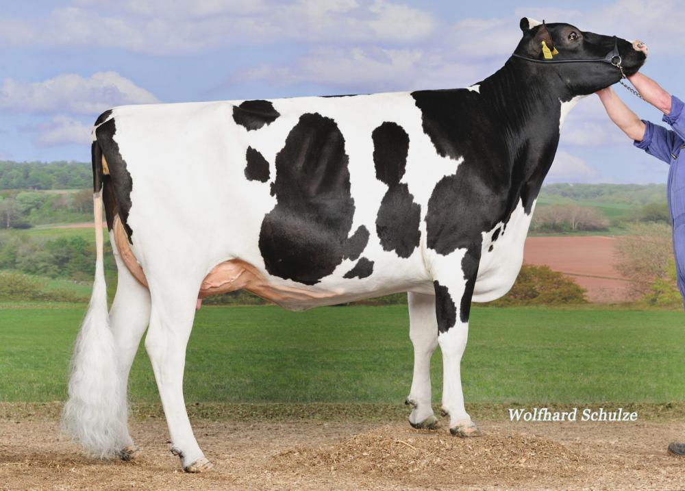 GGM: KNS Dalista VG-86